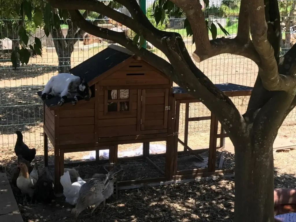 casa-de-repouso-santa-ana-quinta-pedagogica